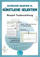 Vorschau - Stundenentwürfe - Züchtung und künstliche Selektion - Taubenzucht (Evolution, natürliche Selektion) - Deckblatt