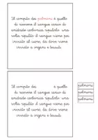 anteprima - Didattica a stazioni - Organi interni Spaziomontessori - Pagina 2