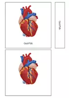 anteprima - Didattica a stazioni - Organi interni Spaziomontessori - Pagina 3