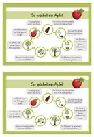 Vorschau - Text - 1./2.Klasse: Wissenskartei mit Infokarten zum Apfel - Seite 3