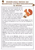 Vorschau - Arbeitsblätter - Das Eichhörnchen- Anpassung an den Lebensraum, Biologie, 6. Klasse | Unterrichtsreihe "Tierische Anpassungen" - Seite 2
