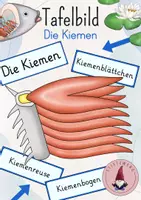 Vorschau - Präsentationen/Tafelbilder - Tafelbild: Die Kiemen/ Der Aufbau der Kiemen - Deckblatt