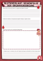 Vorschau - Arbeitsblätter - Blut - Blutkreislauf - Reihenfolge der Organversorgung - Hauptfunktionen der Organe mit Lösung (Klasse 8 9 10 11) - Seite 2