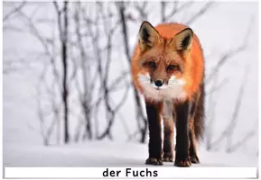 Vorschau - Fördermaterial/Inklusion - 28 Fotos / Wort-Bild-Karten Tierwelt der Kontinente - Seite 2