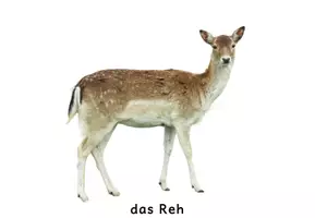 Vorschau - Fördermaterial/Inklusion - 28 Fotos / Wort-Bild-Karten Tierwelt der Kontinente - Seite 3