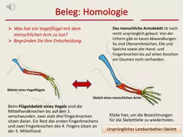 Vorschau - Arbeitsblätter - Belege der Evolution zum Selbstlernen - Seite 3