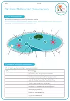 Vorschau - Arbeitsblätter - Pantoffeltierchen – Arbeitsblatt - Seite 1