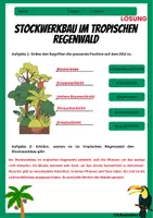 Vorschau - Arbeitsblätter - Tropischer Regenwald - Stockwerkbau - Arbeitsblatt mit Lösungen - Erdkunde Klasse 7/8 - Seite 1