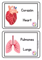 Vista previa - Unidades / Secuencias / Situaciones de Aprendizaje - CUADERNO ACTIVIDADES INFANTILES " EL CUERPO HUMANO" - página 2