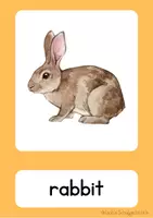 Vorschau - Bildkarten - Flashcards - Pets - Seite 2