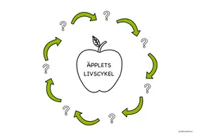 förhandsvisning - Äpplets livscykel med bilder - sida 2