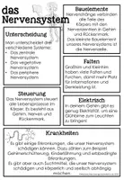 Vorschau - Stundenentwürfe - Materialsammlung Nervensystem Sachunterricht Biologie NaWi - Seite 3