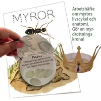 förhandsvisning - Myror – livscykel, anatomi och pyssel - försättsblad