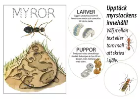 förhandsvisning - Myror – livscykel, anatomi och pyssel - sida 1