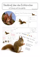 Vorschau - Arbeitsblätter - Steckbrief Eichhörnchen mit Lösungshilfe und Lösungsblatt - Deckblatt