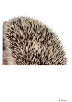 Vorschau - Unterrichtsreihen - Materialpaket der Igel 1.Klasse, 2.Klasse Selbstlernheft und interaktive PDF, Tafel - Seite 3