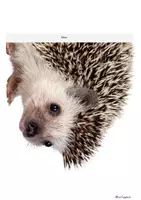 Vorschau - Unterrichtsreihen - Tafelmaterial, Tafelbilder Igel, Unterrichtsmaterial - Seite 3