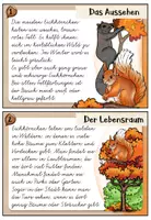 Vorschau - Aufgabenkarten - Eichhörnchen - Abschreibkartei | VA / Vereinfachte Ausgangsschrift - Seite 2