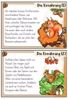 Vorschau - Aufgabenkarten - Eichhörnchen - Abschreibkartei | Druckschrift - Seite 3