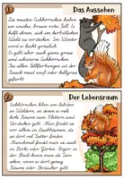 Vorschau - Aufgabenkarten - Eichhörnchen - Abschreibkartei | LA / Lateinische Ausgangsschrift - Seite 2