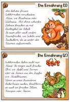 Vorschau - Aufgabenkarten - Eichhörnchen - Abschreibkartei | LA / Lateinische Ausgangsschrift - Seite 3