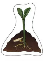 Vorschau - Präsentationen/Tafelbilder - Lebenszyklus Kürbis Tafelmaterial mit Bildkarten und Textkarten - Wachstum Kürbis Herbst - Seite 2