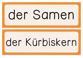 Vorschau - Präsentationen/Tafelbilder - Lebenszyklus Kürbis Tafelmaterial mit Bildkarten und Textkarten - Wachstum Kürbis Herbst - Seite 3