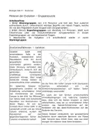 Vorschau - Arbeitsblätter - Evolutionsfaktoren – Gruppenpuzzle mit Aufgaben - Seite 2