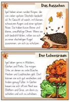 Vorschau - Aufgabenkarten - Igel - Abschreibkartei | Druckschrift - Seite 2