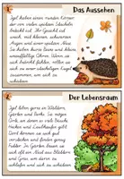 Vorschau - Aufgabenkarten - Igel - Abschreibkartei | SAS / Schulausgangsschrift - Seite 2