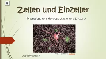 Vorschau - Arbeitsblätter - Zellen und Einzeller zum Selbstlernen - Seite 1