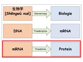 Vorschau - Stundenentwürfe - Der Genetische Code - Unterrichtsstunde mit Arbeitsblatt zur Übung - Seite 1