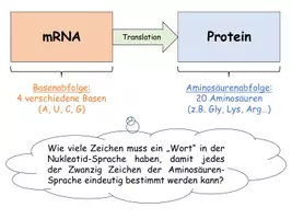 Vorschau - Stundenentwürfe - Der Genetische Code - Unterrichtsstunde mit Arbeitsblatt zur Übung - Seite 3