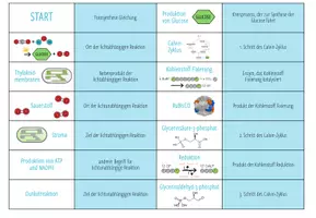 Vorschau - Spiele - Fotosynthese: Calvin Zyklus - Domino Spiel (Abitur) - Seite 2