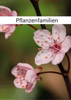 Vorschau - Arbeitsblätter - Pflanzenfamilien - Deckblatt