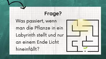 Vorschau - Stundenentwürfe - PPT & Stundenentwurf Pflanzenexperiment - Teil 5 - Einstieg NaWi - Seite 2