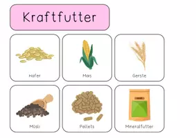 Vorschau - Aufgabenkarten - Reitpädagogik : Futtermittel Pferd Freebie - Seite 2