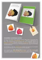 Vorschau - Stationenlernen - Materialpaket | Herbstblätter und Schatten zuordnen | Level 1-4 - Seite 2
