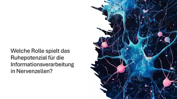 Vorschau - Präsentationen/Tafelbilder - Nervenzellen, synaptische Übertragung, Hormone und die Stressreaktion - Präsentation - Seite 1