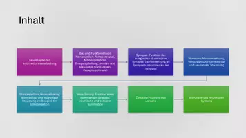 Vorschau - Präsentationen/Tafelbilder - Nervenzellen, synaptische Übertragung, Hormone und die Stressreaktion - Präsentation - Seite 3