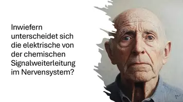 Vorschau - Präsentationen/Tafelbilder - Neuronale Signalübertragung, Synaptische Kommunikation und Neuromodulation - Präsentation - Seite 1
