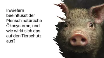 Vorschau - Präsentationen/Tafelbilder - Tierschutz in der Biologie und menschlichen Ökosystemen - Präsentation - Seite 2