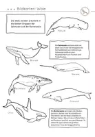 Vorschau - Stundenentwürfe - Evolution der Wale - Differenziertes Mystery - Seite 3