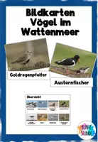 Vorschau - Bildkarten - Bildkarten Vögel im Wattenmeer - Deckblatt