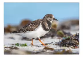 Vorschau - Bildkarten - Bildkarten Vögel im Wattenmeer - Seite 1
