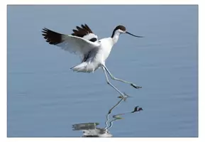 Vorschau - Bildkarten - Bildkarten Vögel im Wattenmeer - Seite 2