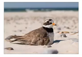 Vorschau - Bildkarten - Bildkarten Vögel im Wattenmeer - Seite 3