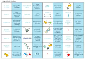 Vorschau - Stationenlernen - DNA Struktur und Aufbau – Domino Spiel (Abitur) - Seite 2