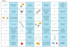 Vorschau - Stationenlernen - DNA Struktur und Aufbau – Domino Spiel (Abitur) - Seite 1