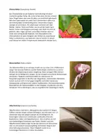Vorschau - Stationenlernen - Insekten: Steckbriefe erstellen (inkl. 15 Steckbriefe) - Gruppenpuzzle - Seite 2